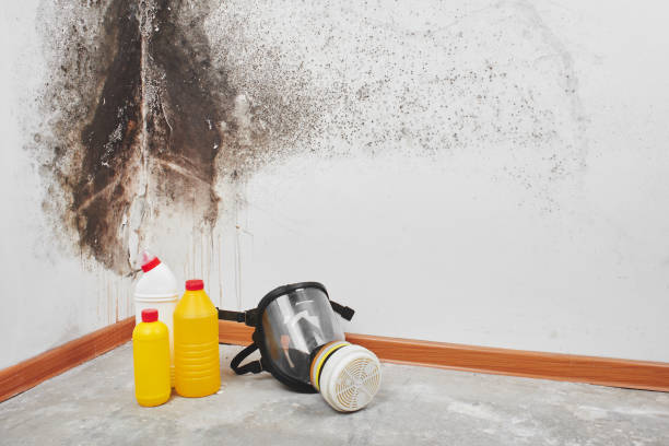 Best DIY Mold Remediation Support Services in Newark, NY
