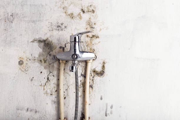 Best Basement Mold Remediation in Newark, NY