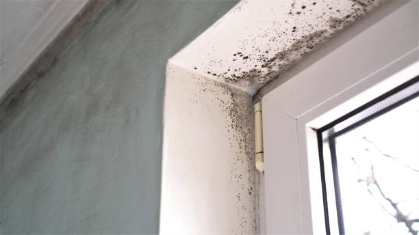 Best Post-Flood Mold Remediation in Newark, NY