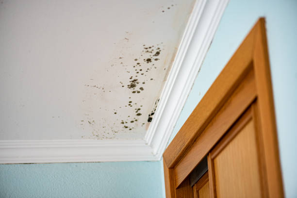 Professional Mold Remediation in Newark, NY