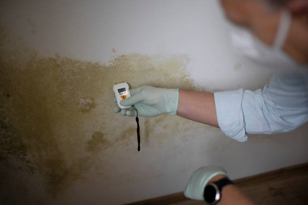 Best Commercial Mold Remediation in Newark, NY