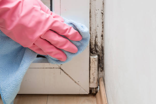 Best HVAC Mold Remediation in Newark, NY